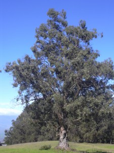Eucalipto albero