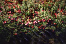 Cranberry pianta