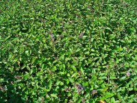 Menta piperita foglie