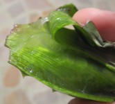 ALOE GEL
