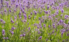 lavanda